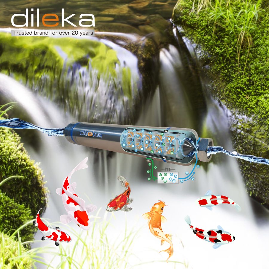 Cá koi sống khỏe trong nước Dileka